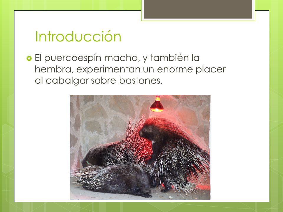 Introducción El puercoespín macho, y también la hembra, experimentan un enorme placer al cabalgar sobre bastones.