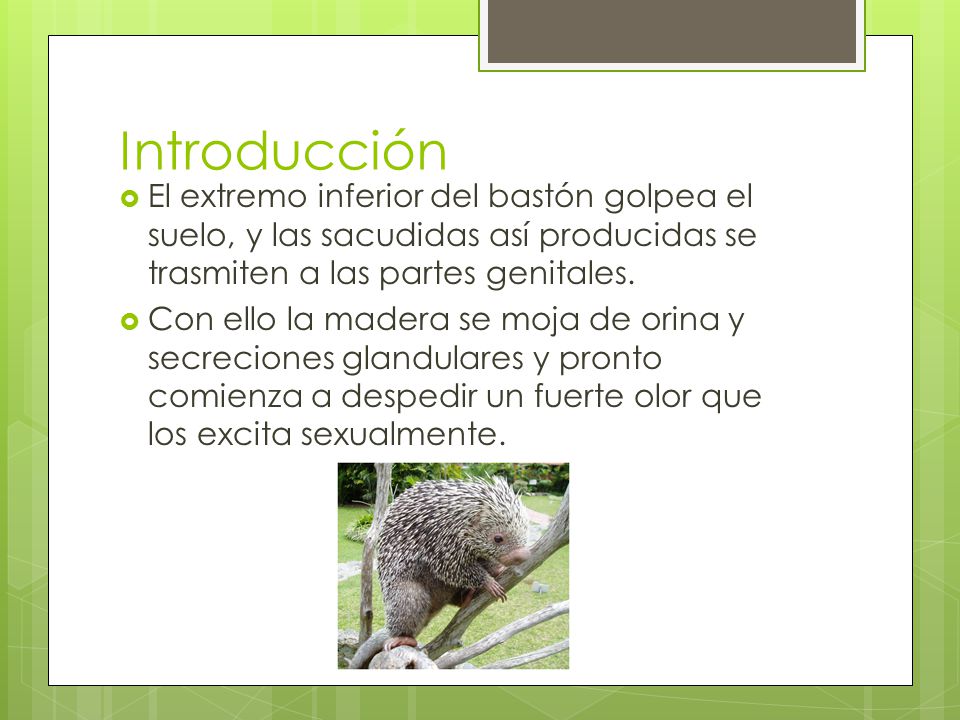 Introducción El extremo inferior del bastón golpea el suelo, y las sacudidas así producidas se trasmiten a las partes genitales.