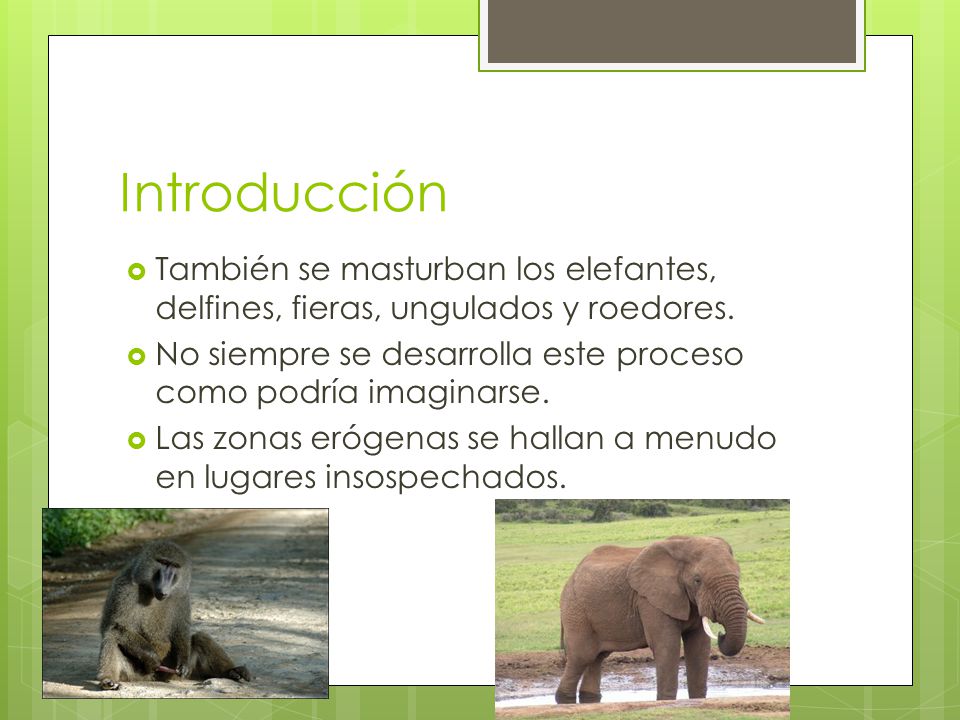 Introducción También se masturban los elefantes, delfines, fieras, ungulados y roedores.