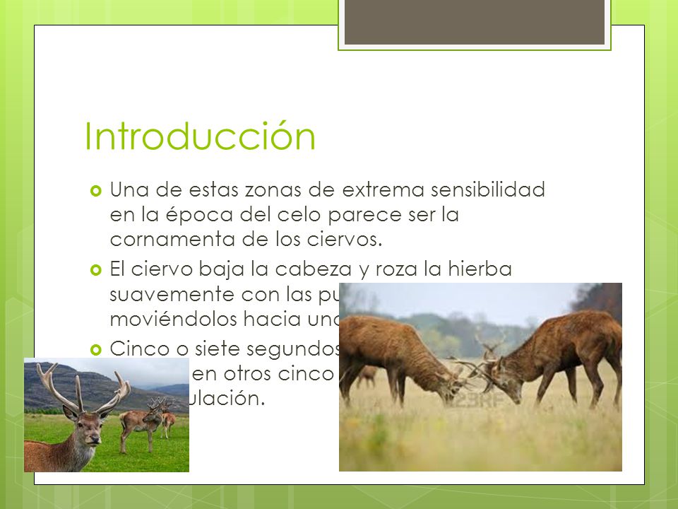 Introducción Una de estas zonas de extrema sensibilidad en la época del celo parece ser la cornamenta de los ciervos.