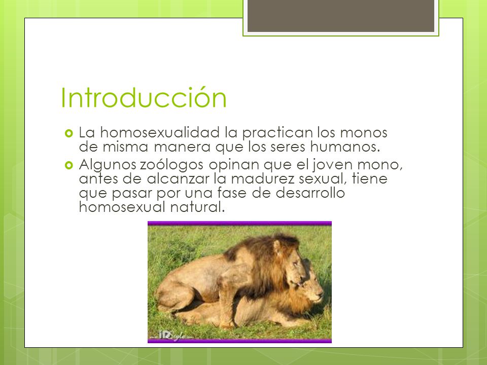 Introducción La homosexualidad la practican los monos de misma manera que los seres humanos.