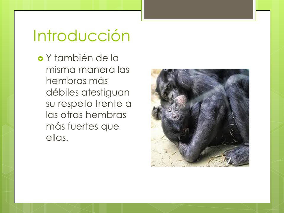 Introducción Y también de la misma manera las hembras más débiles atestiguan su respeto frente a las otras hembras más fuertes que ellas.