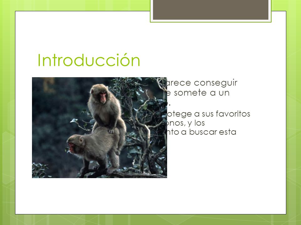 Introducción El macho más pequeño parece conseguir muchas ventaja cuando se somete a un compañero más poderoso.