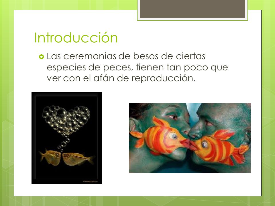 Introducción Las ceremonias de besos de ciertas especies de peces, tienen tan poco que ver con el afán de reproducción.