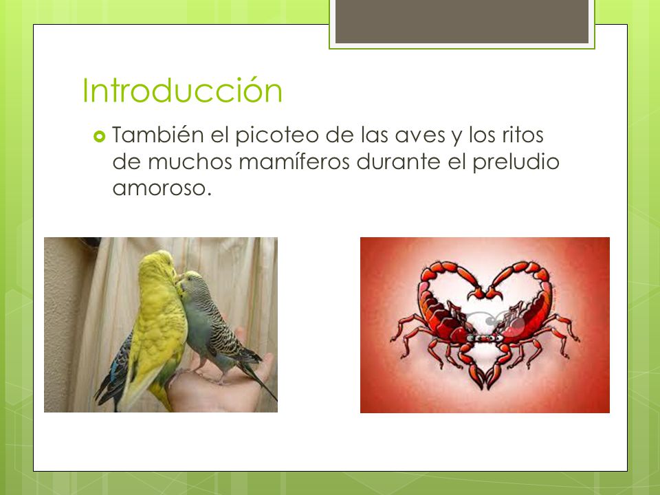 Introducción También el picoteo de las aves y los ritos de muchos mamíferos durante el preludio amoroso.