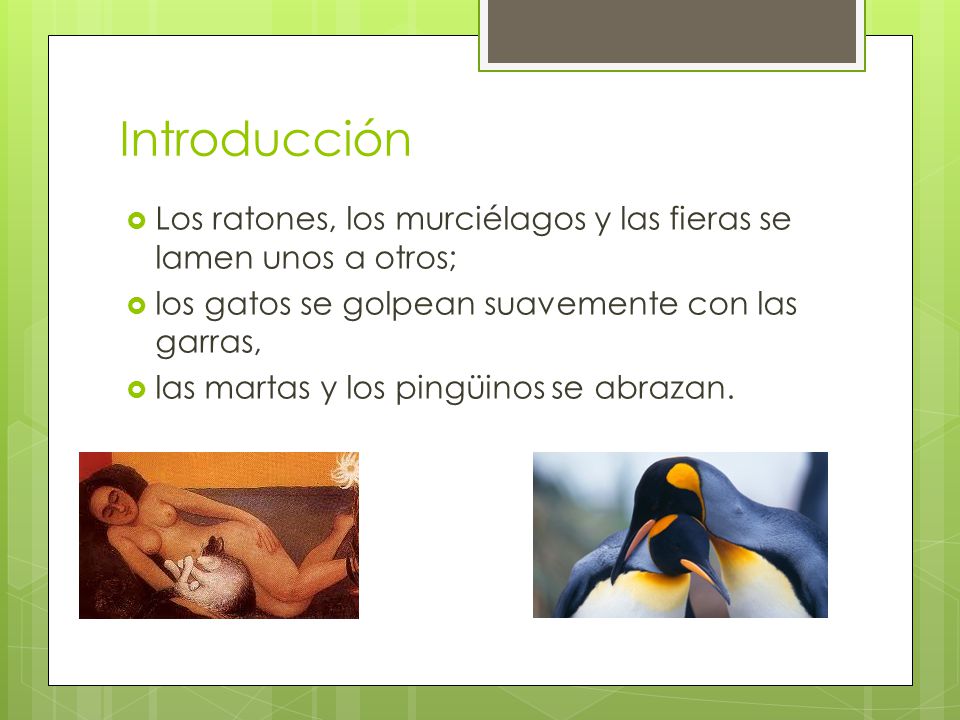 Introducción Los ratones, los murciélagos y las fieras se lamen unos a otros; los gatos se golpean suavemente con las garras,