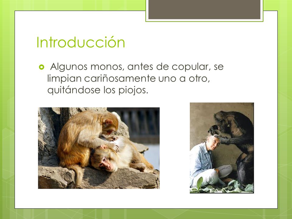 Introducción Algunos monos, antes de copular, se limpian cariñosamente uno a otro, quitándose los piojos.