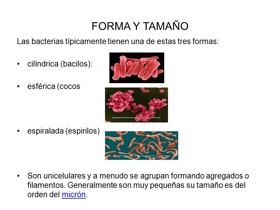FORMA Y TAMAÑO Las bacterias típicamente tienen una de estas tres formas: cilíndrica (bacilos): esférica (cocos.