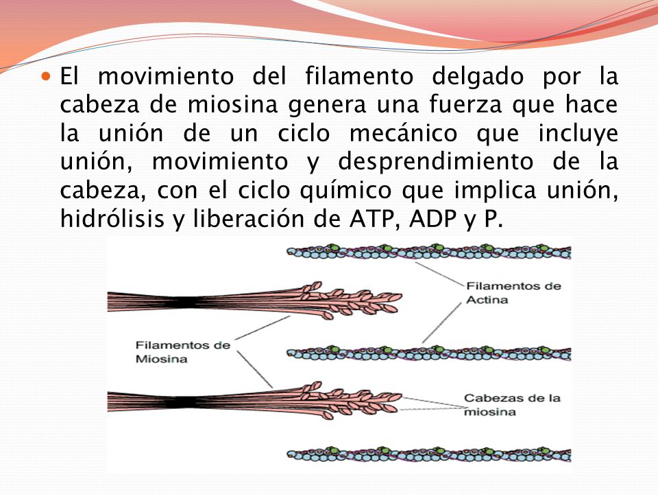 El movimiento del filamento delgado por la cabeza de miosina genera una fuerza que hace la unión de un ciclo mecánico que incluye unión, movimiento y desprendimiento de la cabeza, con el ciclo químico que implica unión, hidrólisis y liberación de ATP, ADP y P.