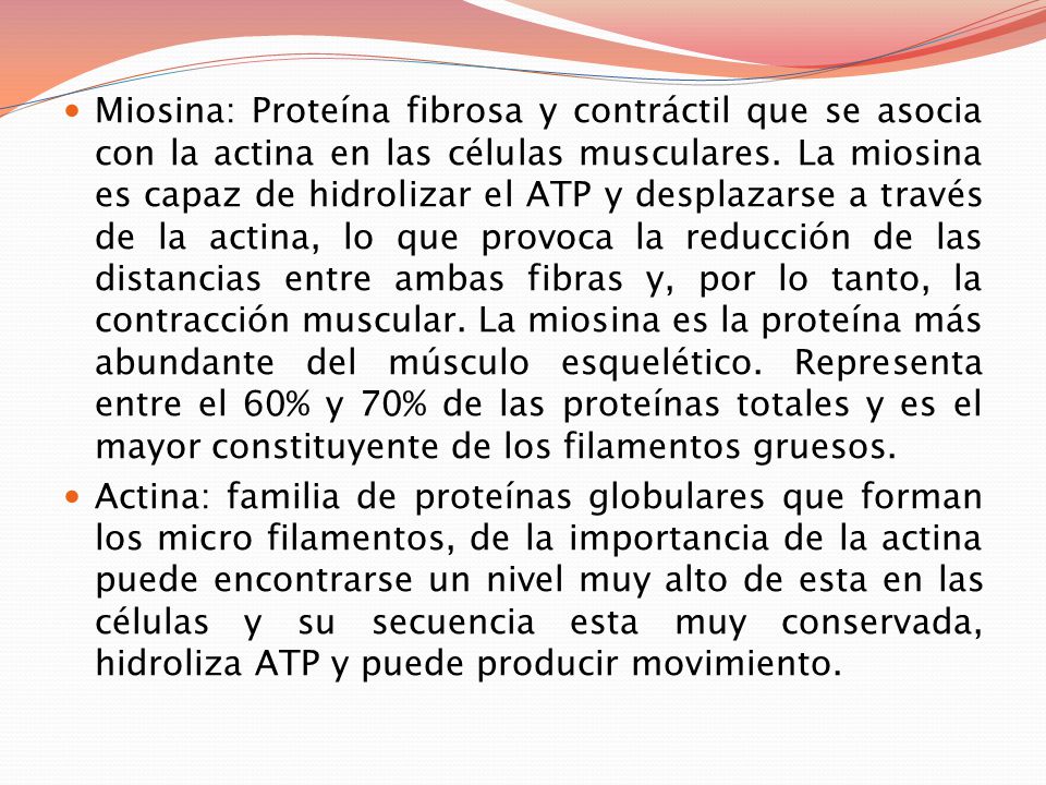 Miosina: Proteína fibrosa y contráctil que se asocia con la actina en las células musculares. La miosina es capaz de hidrolizar el ATP y desplazarse a través de la actina, lo que provoca la reducción de las distancias entre ambas fibras y, por lo tanto, la contracción muscular. La miosina es la proteína más abundante del músculo esquelético. Representa entre el 60% y 70% de las proteínas totales y es el mayor constituyente de los filamentos gruesos.