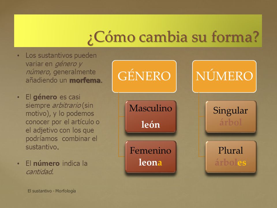 ¿Cómo cambia su forma GÉNERO NÚMERO Masculino león Femenino leona