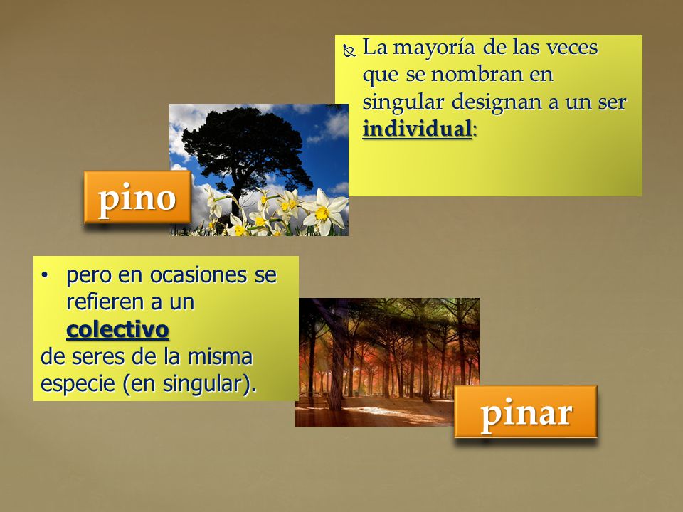 La mayoría de las veces que se nombran en singular designan a un ser individual: