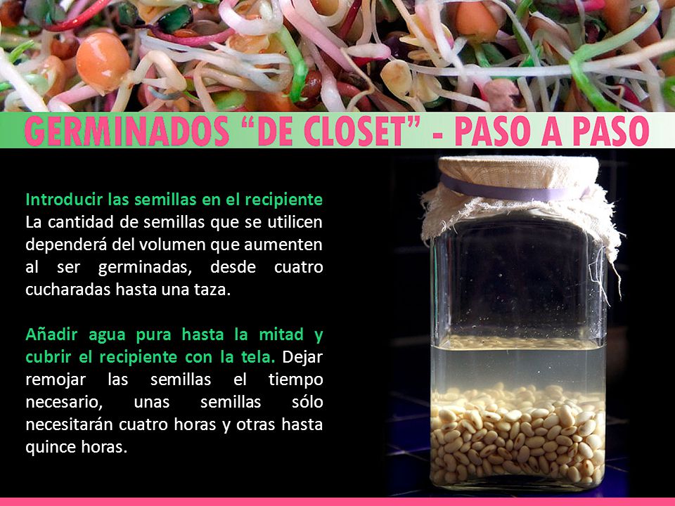 Introducir las semillas en el recipiente La cantidad de semillas que se utilicen dependerá del volumen que aumenten al ser germinadas, desde cuatro cucharadas hasta una taza.