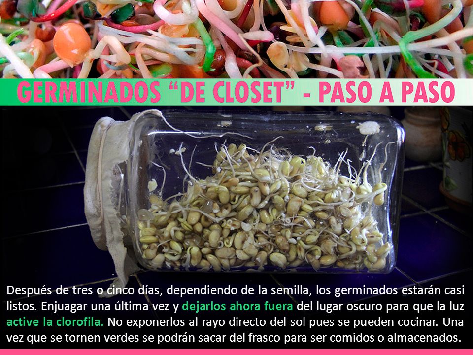 Después de tres o cinco días, dependiendo de la semilla, los germinados estarán casi listos.