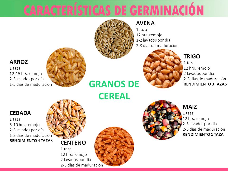GRANOS DE CEREAL AVENA TRIGO ARROZ MAIZ CEBADA CENTENO 1 taza