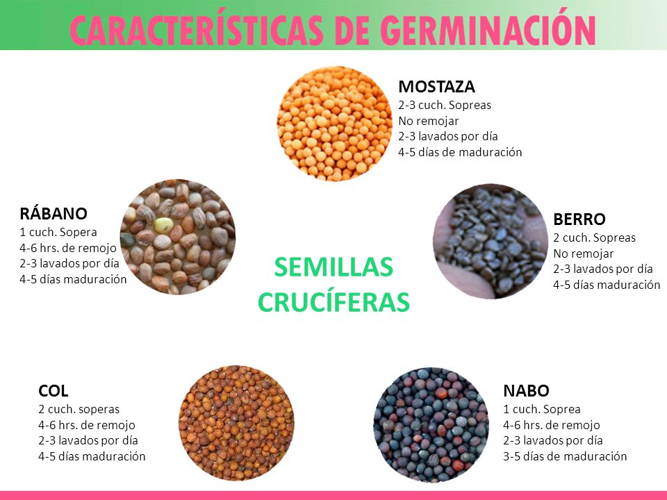 SEMILLAS CRUCÍFERAS MOSTAZA RÁBANO BERRO COL NABO 2-3 cuch. Sopreas