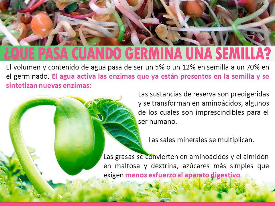 El volumen y contenido de agua pasa de ser un 5% o un 12% en semilla a un 70% en el germinado. El agua activa las enzimas que ya están presentes en la semilla y se sintetizan nuevas enzimas: