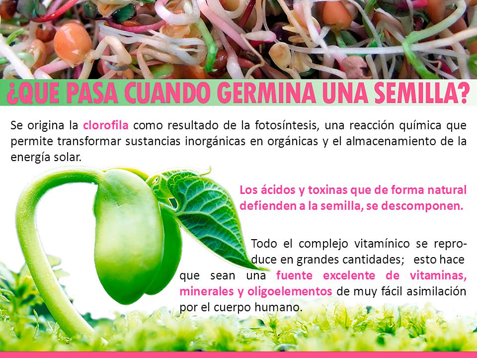 Se origina la clorofila como resultado de la fotosíntesis, una reacción química que permite transformar sustancias inorgánicas en orgánicas y el almacenamiento de la energía solar.
