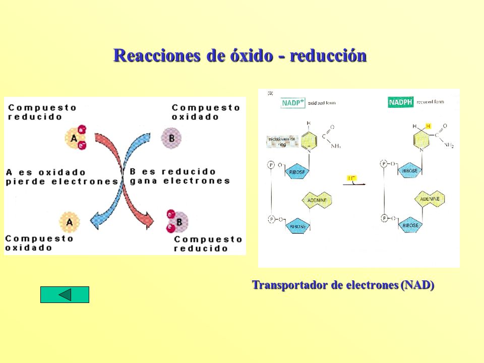 Reacciones de óxido - reducción Transportador de electrones (NAD)