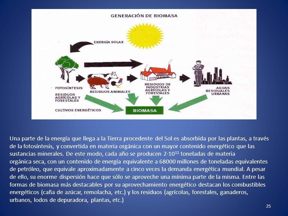 Una parte de la energía que llega a la Tierra procedente del Sol es absorbida por las plantas, a través de la fotosíntesis, y convertida en materia orgánica con un mayor contenido energético que las sustancias minerales.