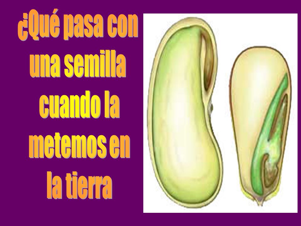 ¿Qué pasa con una semilla cuando la metemos en la tierra