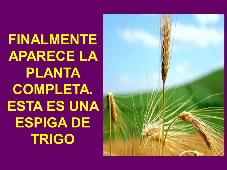 FINALMENTE APARECE LA PLANTA COMPLETA. ESTA ES UNA ESPIGA DE TRIGO