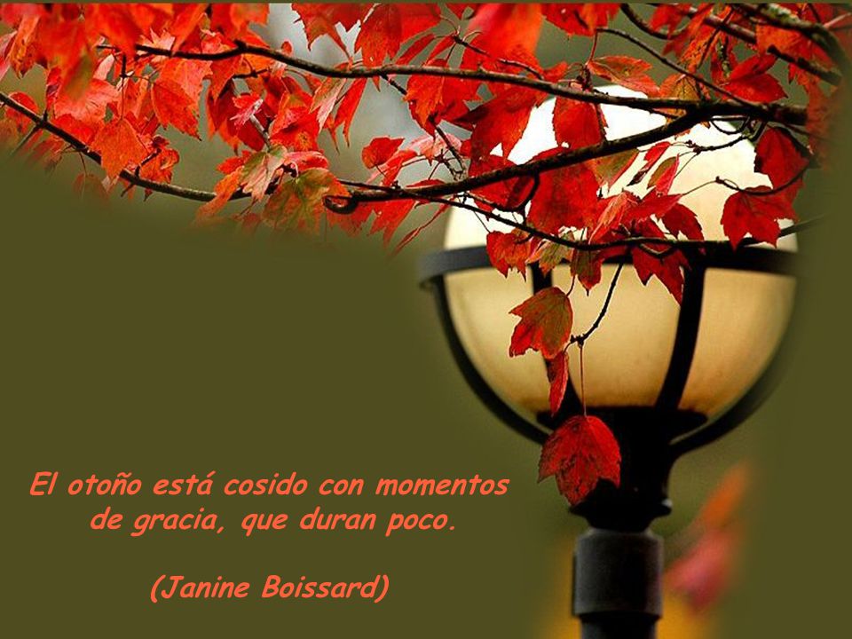 El otoño está cosido con momentos de gracia, que duran poco.