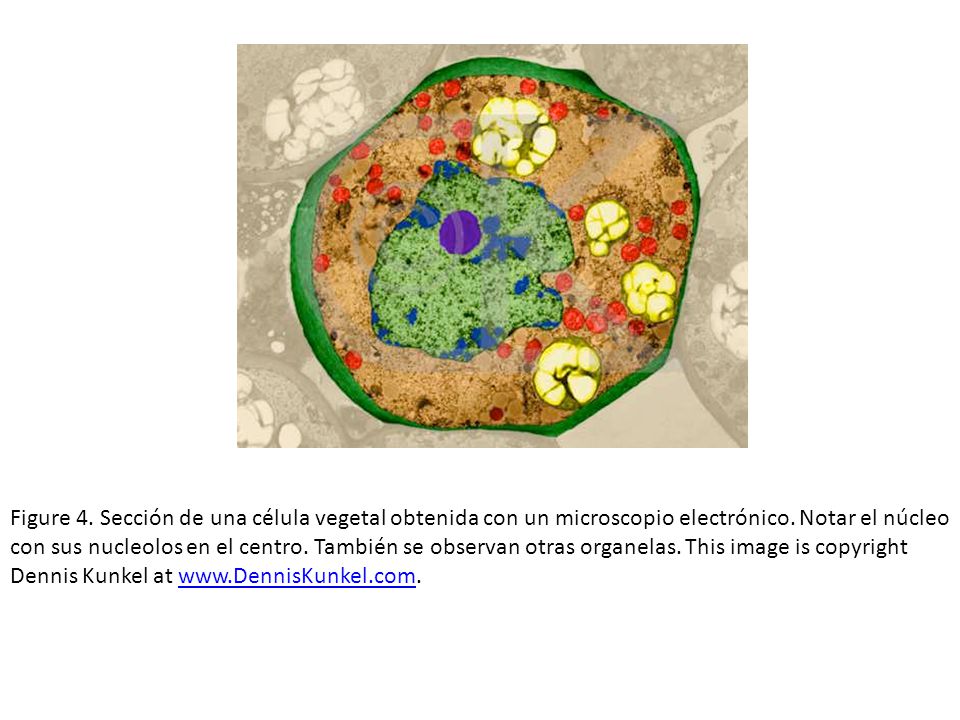 Figure 4. Sección de una célula vegetal obtenida con un microscopio electrónico.