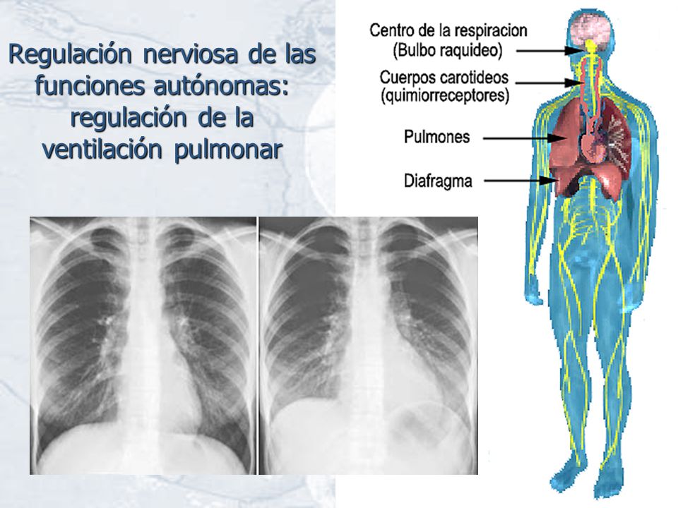 Regulación nerviosa de las funciones autónomas: regulación de la ventilación pulmonar