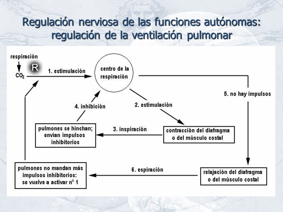Regulación nerviosa de las funciones autónomas: regulación de la ventilación pulmonar