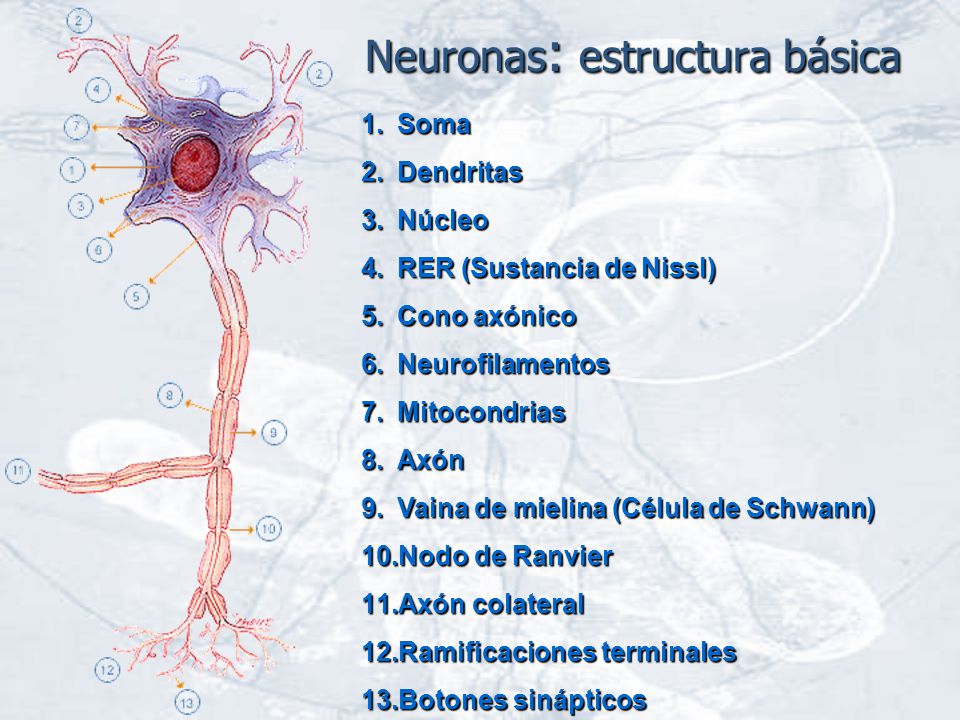 Neuronas: estructura básica