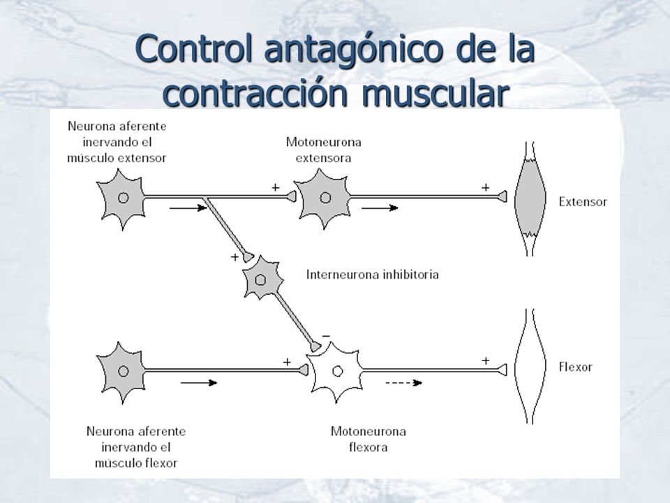 Control antagónico de la contracción muscular