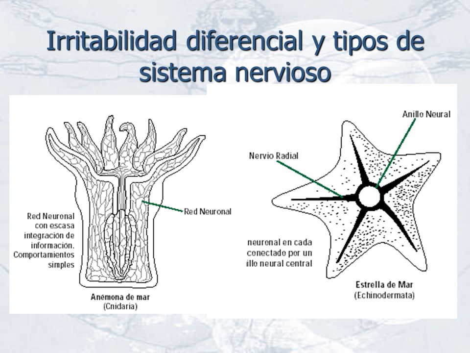 Irritabilidad diferencial y tipos de sistema nervioso