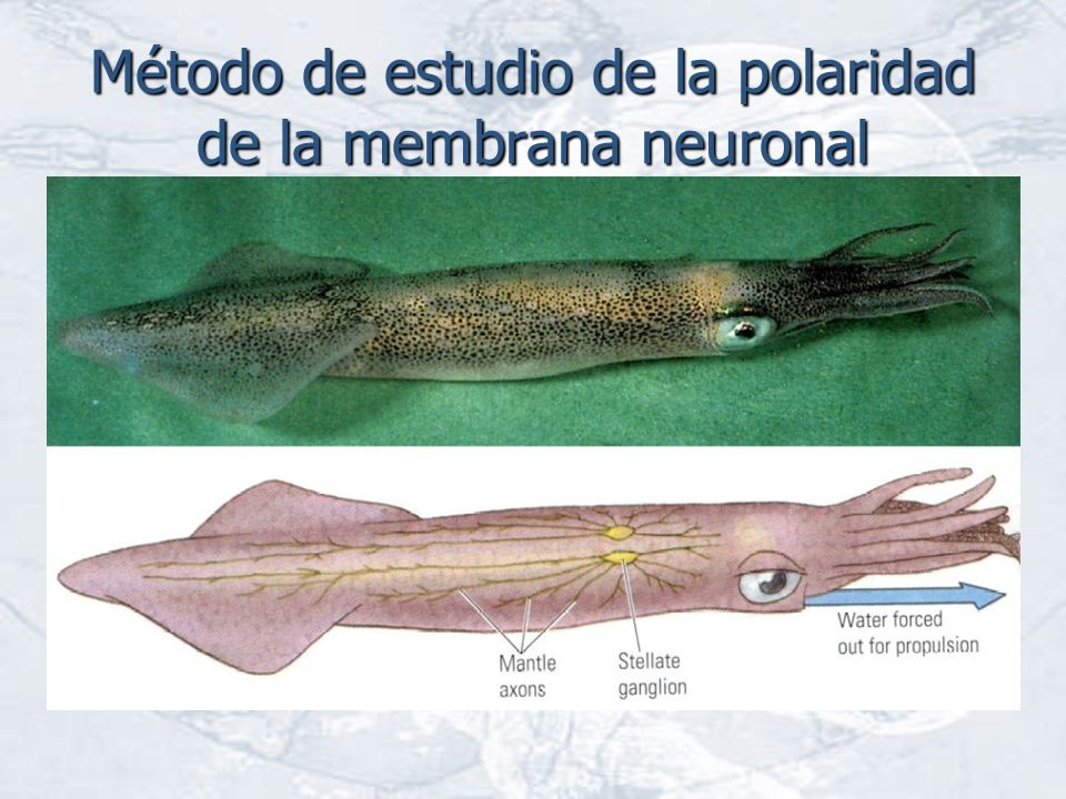 Método de estudio de la polaridad de la membrana neuronal