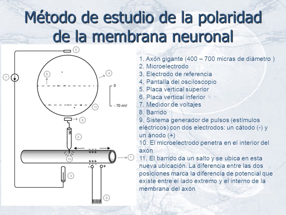 Método de estudio de la polaridad de la membrana neuronal