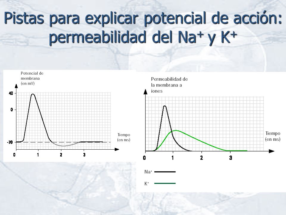 Pistas para explicar potencial de acción: permeabilidad del Na+ y K+