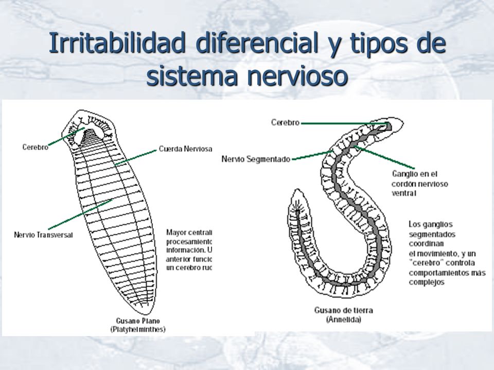 Irritabilidad diferencial y tipos de sistema nervioso