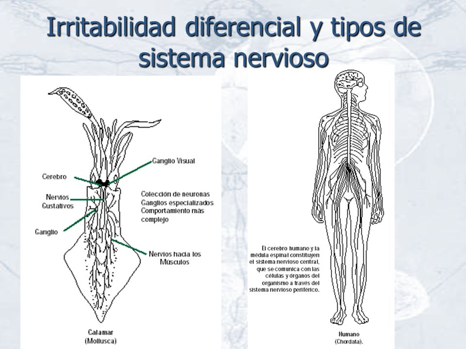 Irritabilidad diferencial y tipos de sistema nervioso