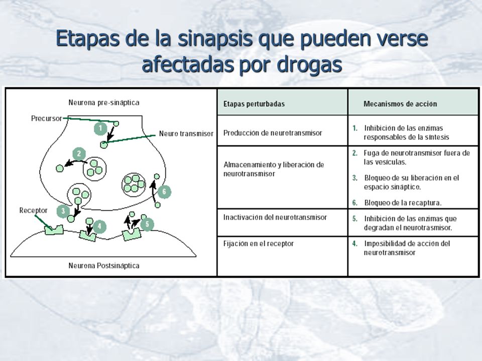 Etapas de la sinapsis que pueden verse afectadas por drogas