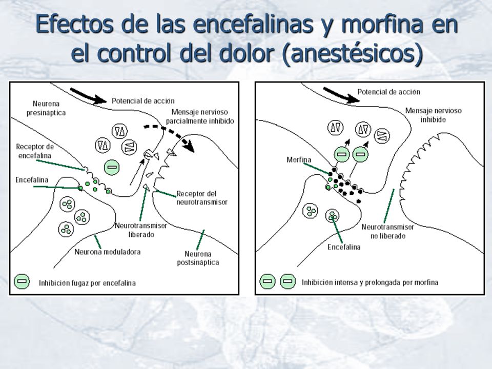 Efectos de las encefalinas y morfina en el control del dolor (anestésicos)