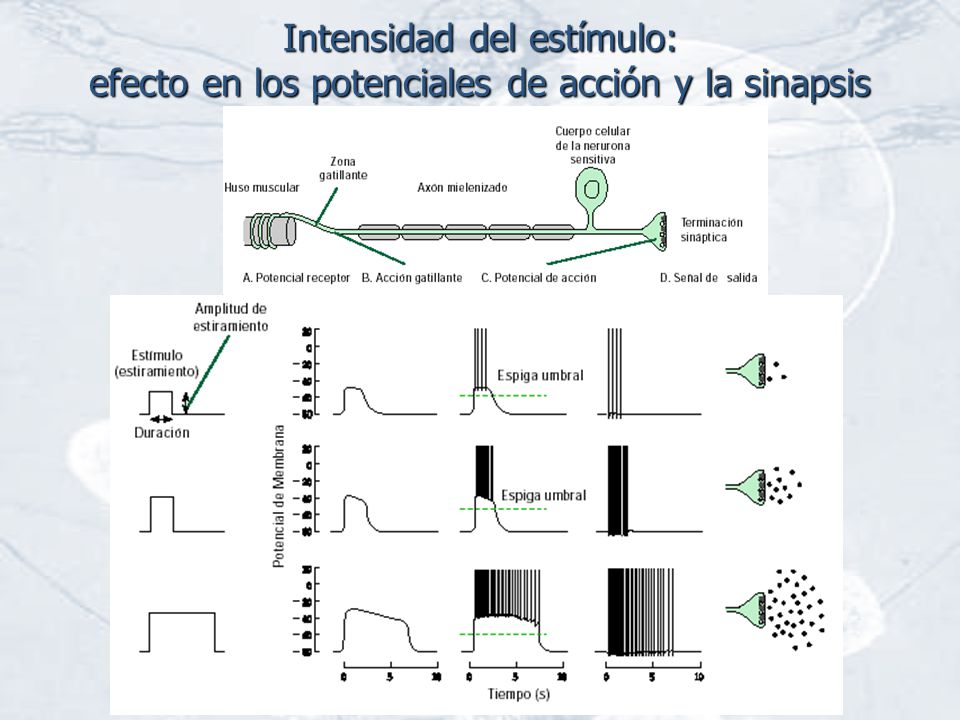Intensidad del estímulo: efecto en los potenciales de acción y la sinapsis