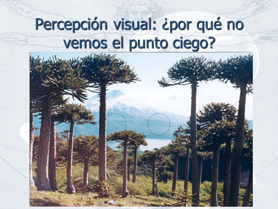 Percepción visual: ¿por qué no vemos el punto ciego
