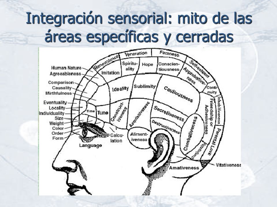 Integración sensorial: mito de las áreas específicas y cerradas