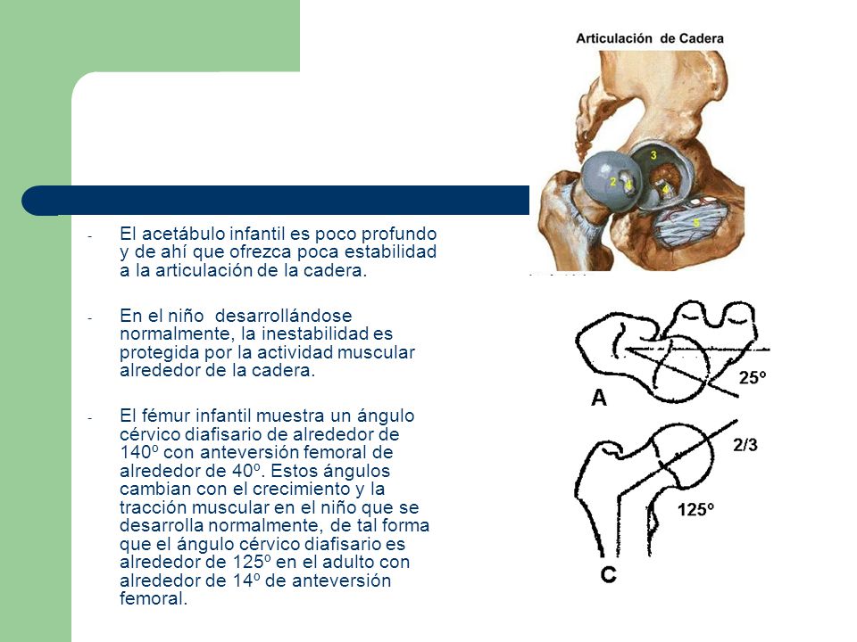 El acetábulo infantil es poco profundo y de ahí que ofrezca poca estabilidad a la articulación de la cadera.