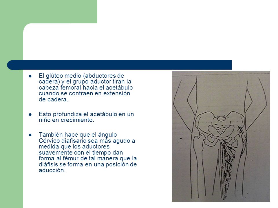 El glúteo medio (abductores de cadera) y el grupo aductor tiran la cabeza femoral hacia el acetábulo cuando se contraen en extensión de cadera.