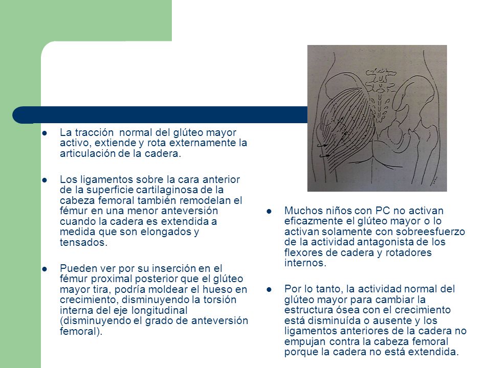 La tracción normal del glúteo mayor activo, extiende y rota externamente la articulación de la cadera.