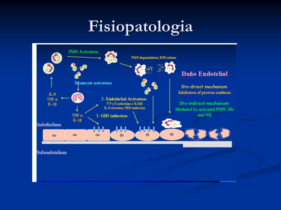 Fisiopatologia