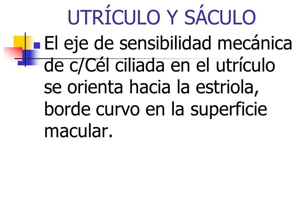 UTRÍCULO Y SÁCULO El eje de sensibilidad mecánica de c/Cél ciliada en el utrículo se orienta hacia la estriola, borde curvo en la superficie macular.