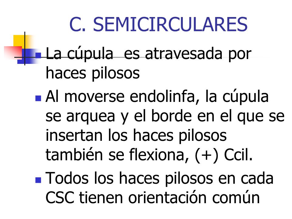 C. SEMICIRCULARES La cúpula es atravesada por haces pilosos