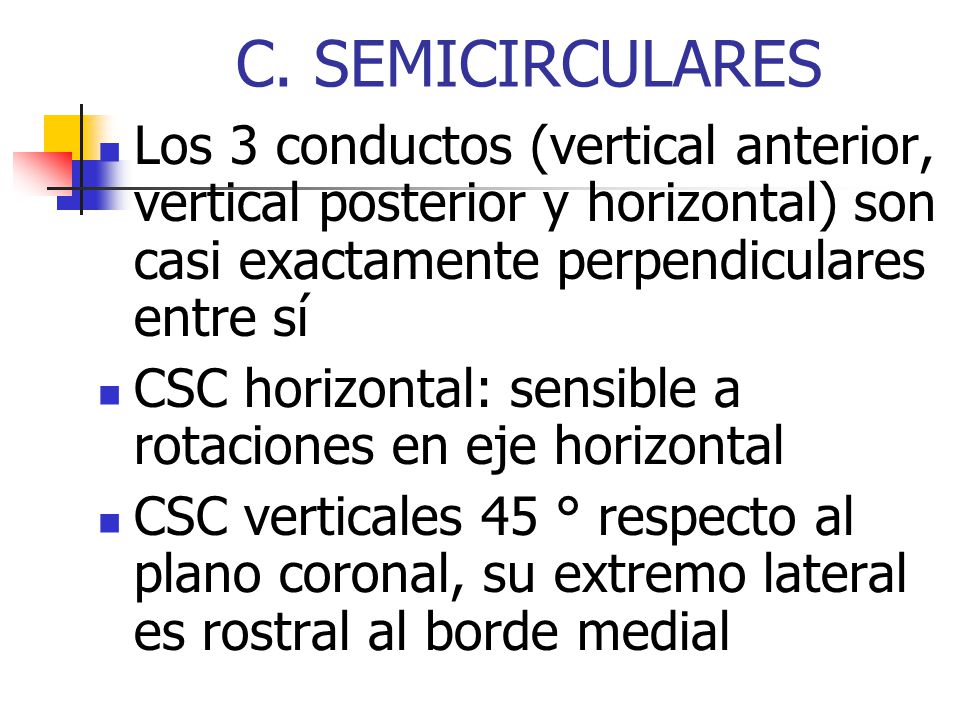C. SEMICIRCULARES Los 3 conductos (vertical anterior, vertical posterior y horizontal) son casi exactamente perpendiculares entre sí.